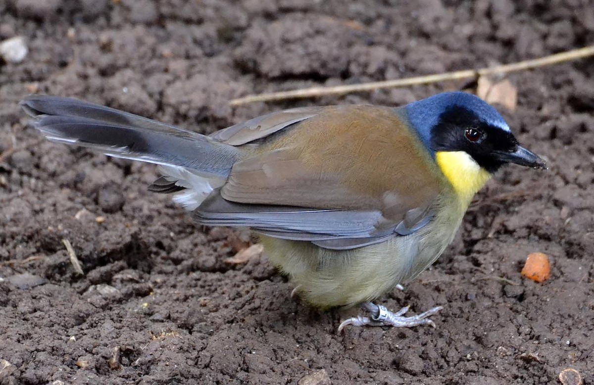 Blue-crowned Laughingthrush - A Emmerson