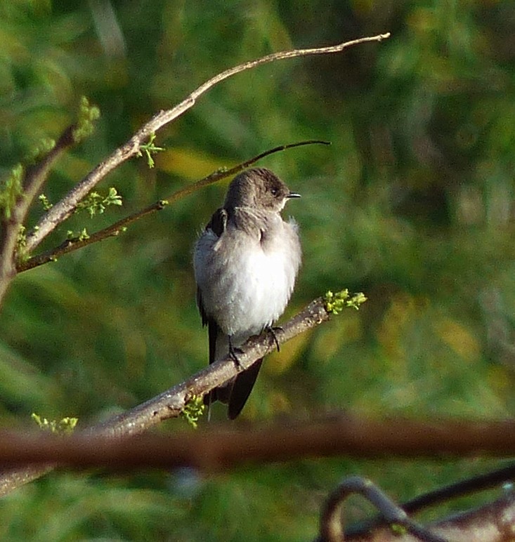 Northern Rough-winged Swallow - ML70803821