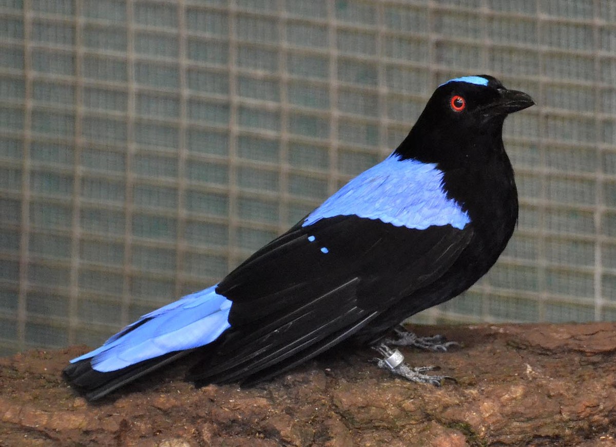 Asian Fairy-bluebird - A Emmerson