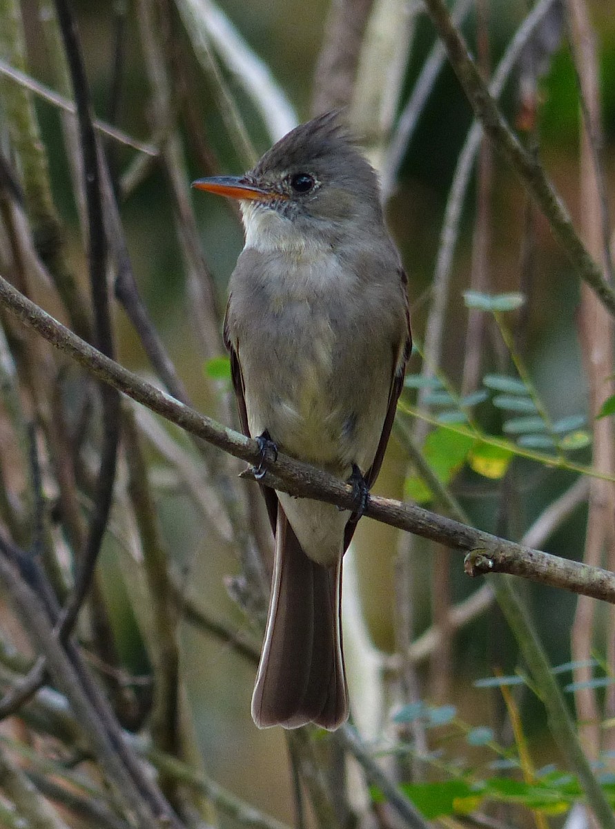 Greater Pewee - ML70804011