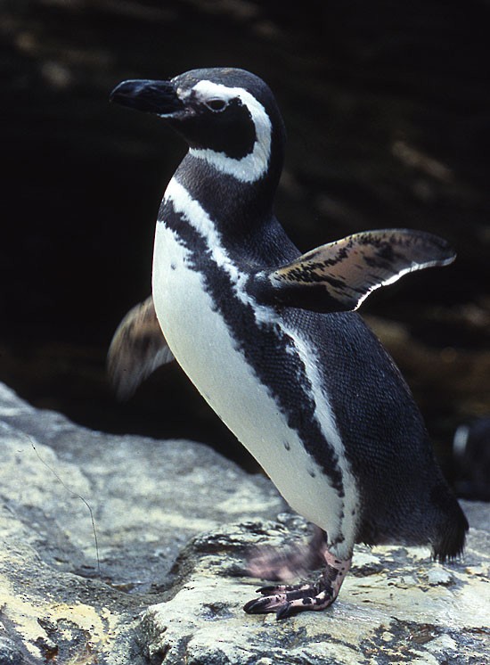 Magellanic Penguin - raniero massoli novelli