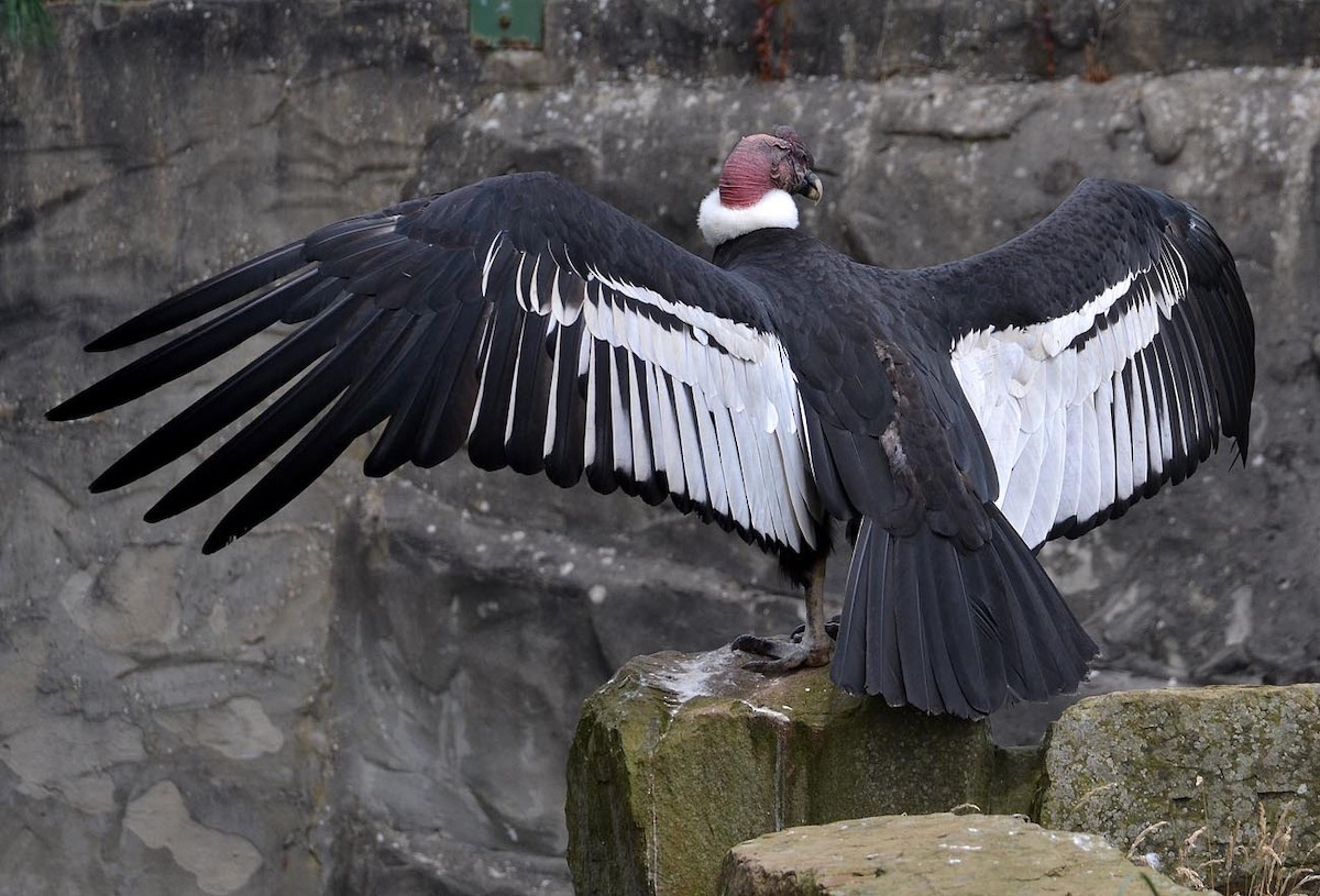 Andean Condor - A Emmerson