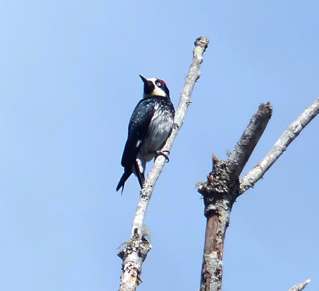 Acorn Woodpecker - ML70805071