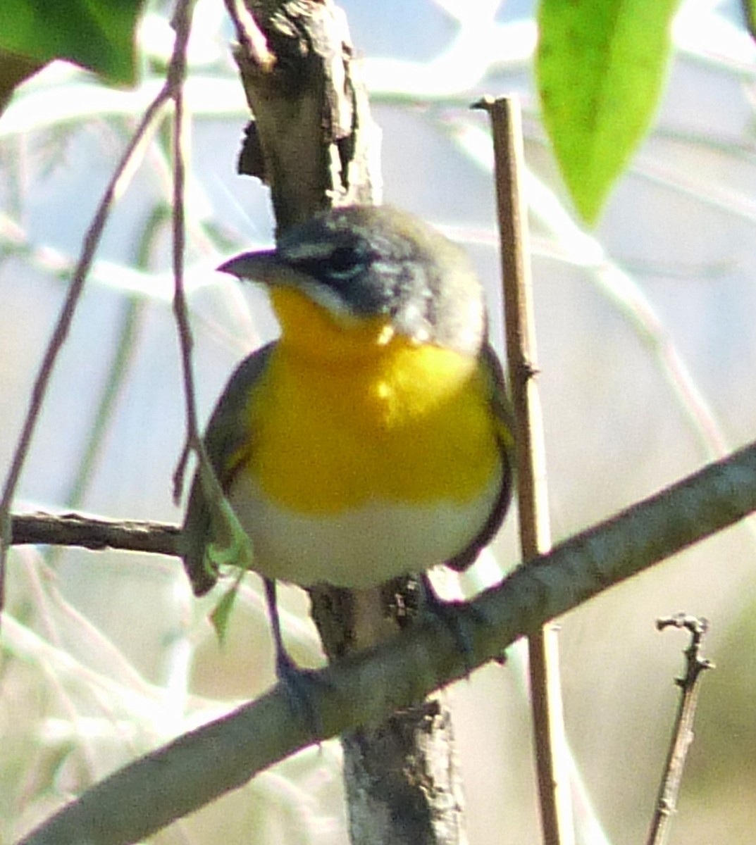 Yellow-breasted Chat - ML70805591