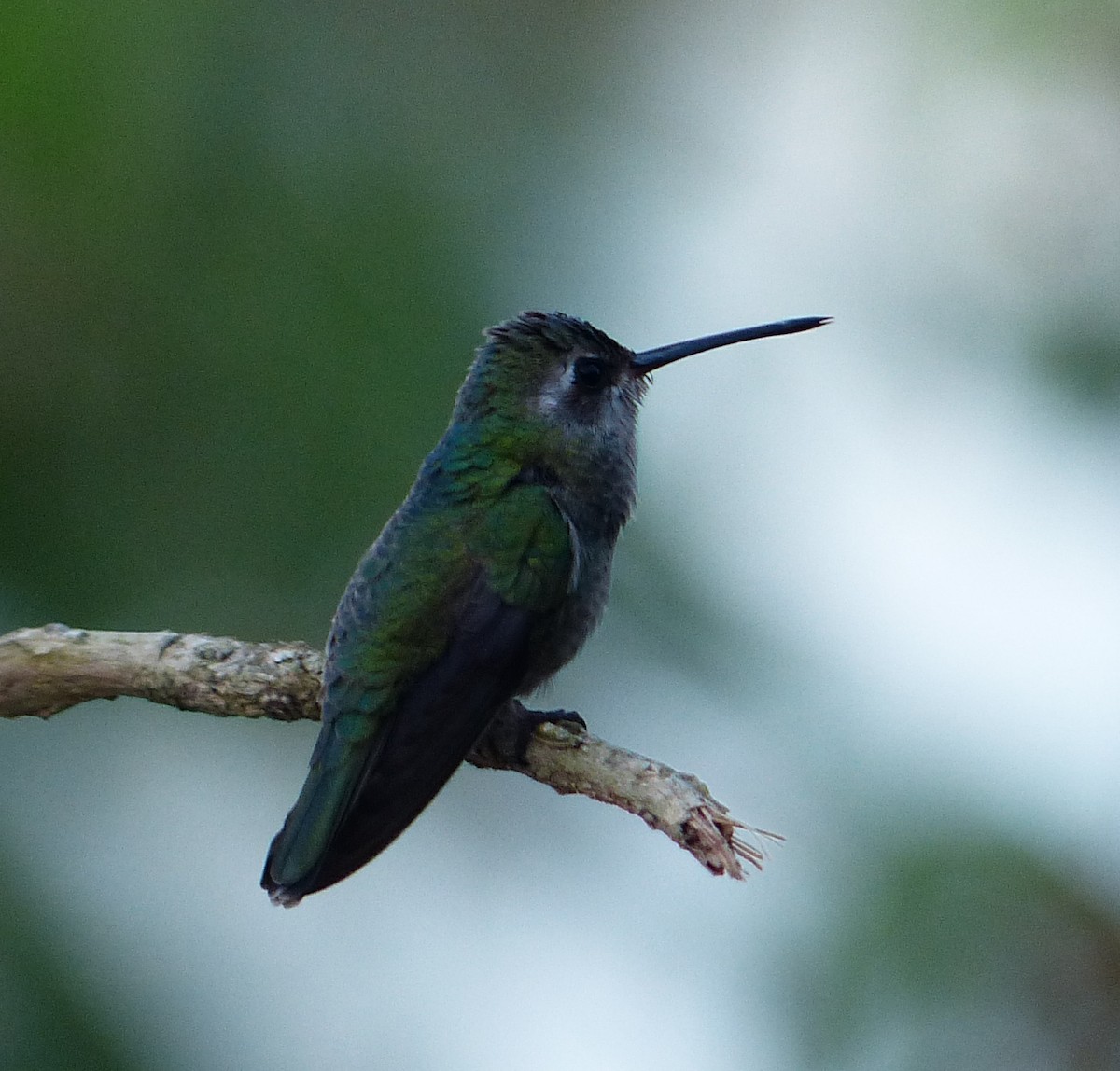 Broad-billed Hummingbird - Alain Sylvain