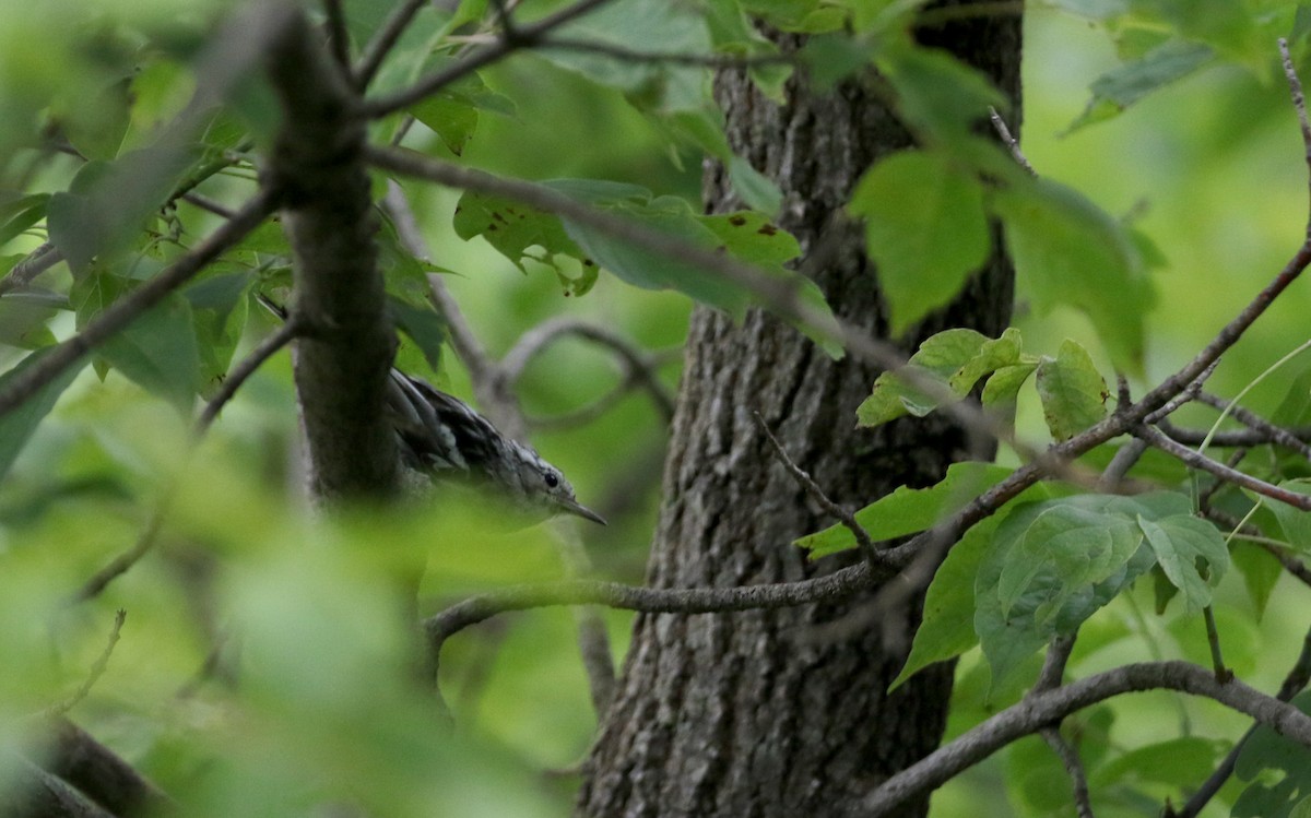 Black-and-white Warbler - ML70807461