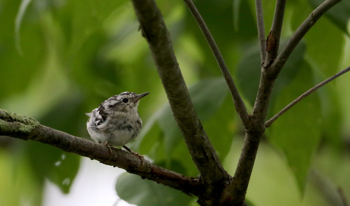 Black-and-white Warbler - ML70807601