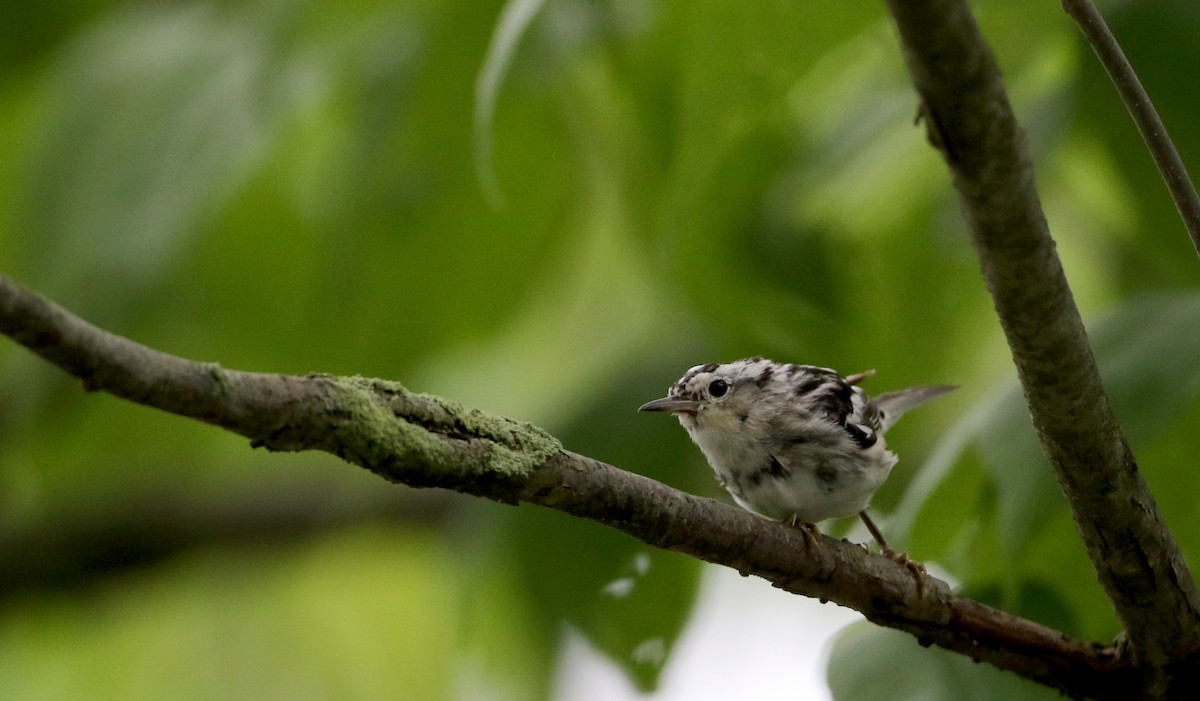 Black-and-white Warbler - ML70807631
