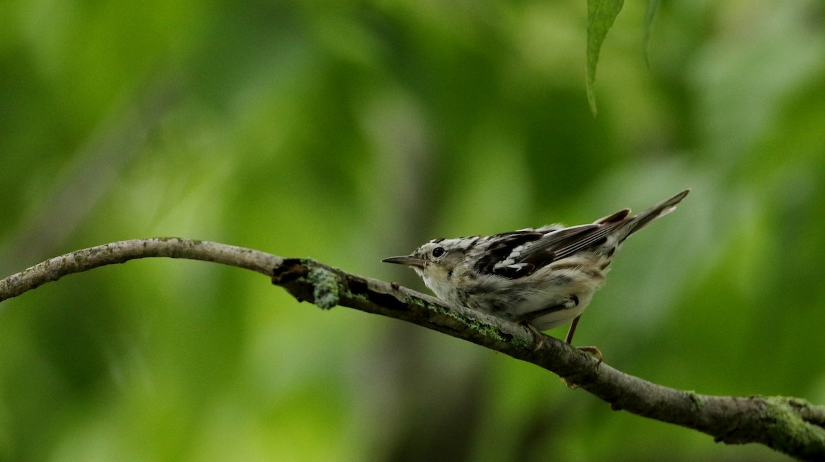 Black-and-white Warbler - ML70807641