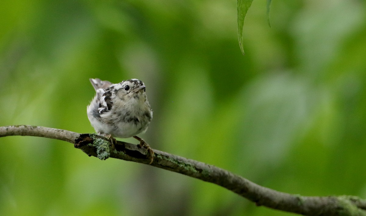 Black-and-white Warbler - ML70807651