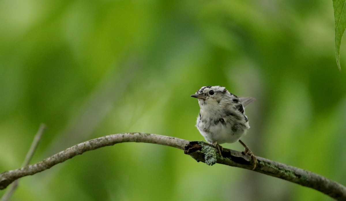 Black-and-white Warbler - ML70807671