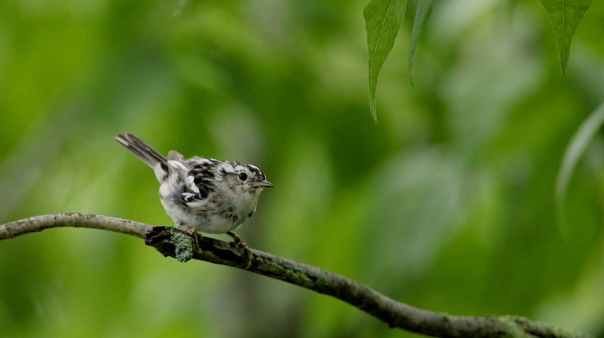 Black-and-white Warbler - ML70807691