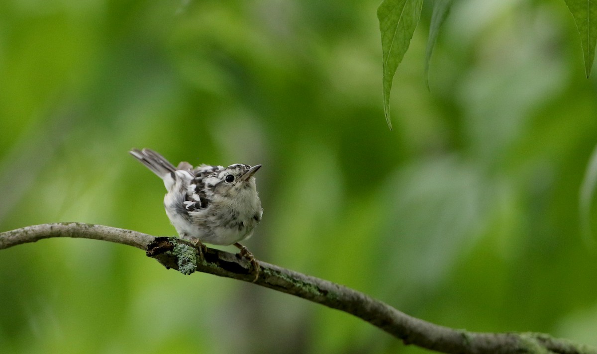 Black-and-white Warbler - ML70807701