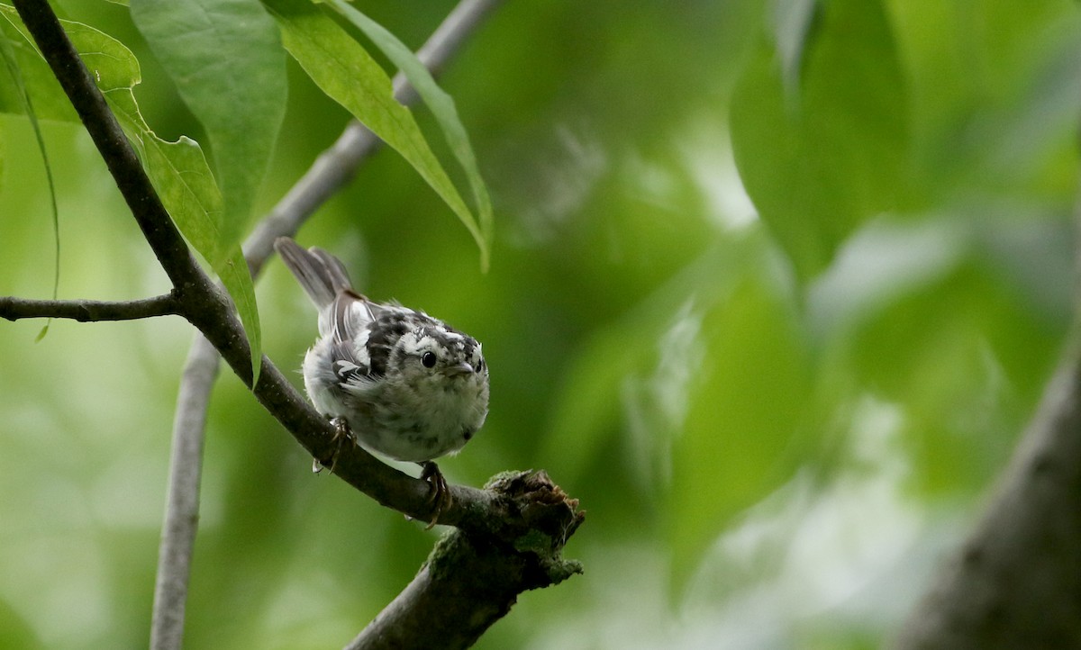 Black-and-white Warbler - ML70807771
