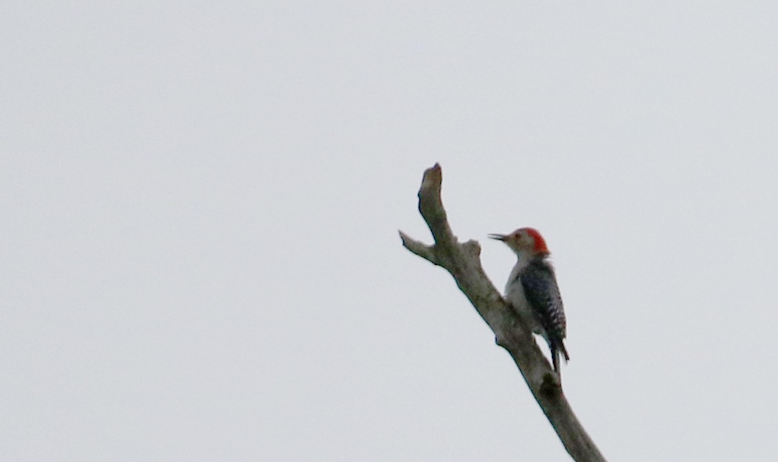 Red-bellied Woodpecker - ML70807831