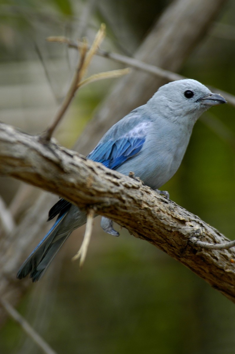 Blue-gray Tanager - marvin hyett