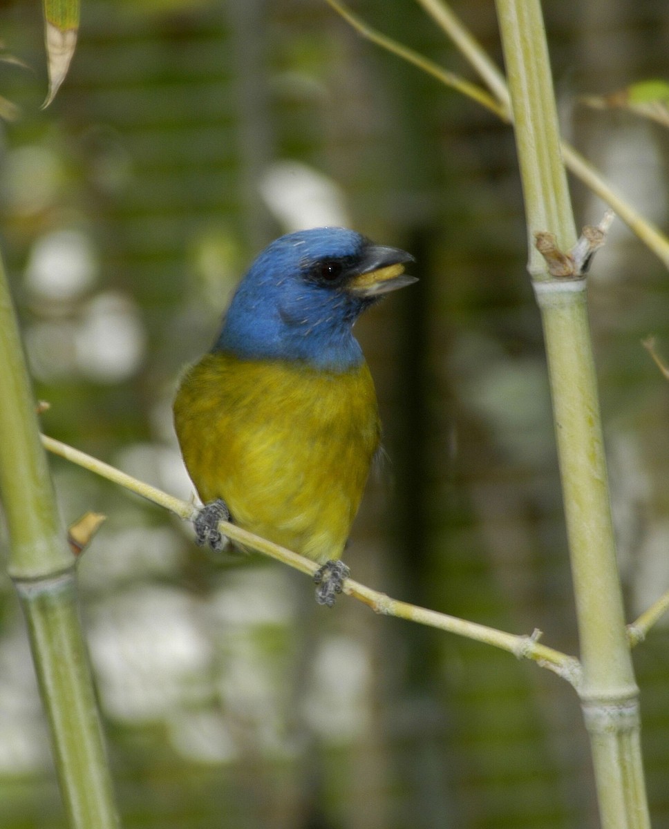 Blue-and-yellow Tanager (Green-mantled) - marvin hyett