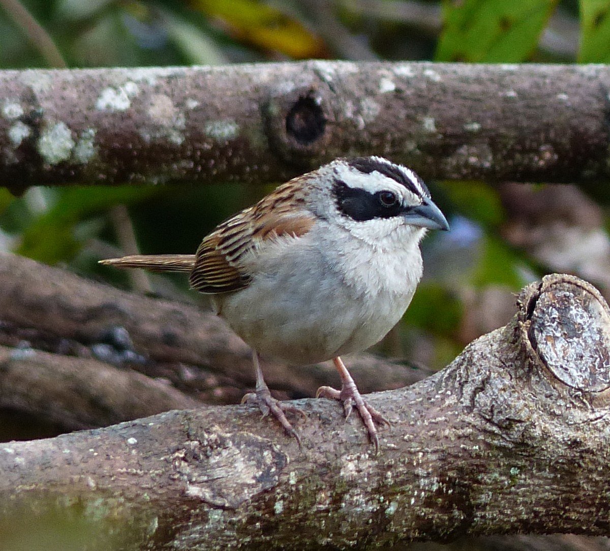 Stripe-headed Sparrow - Alain Sylvain