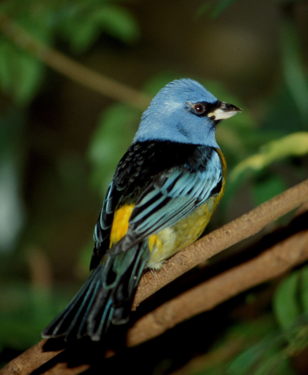 Blue-and-yellow Tanager (Blue-and-yellow) - marvin hyett
