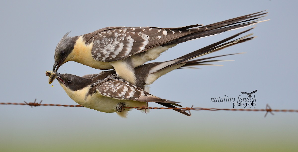 Great Spotted Cuckoo - ML708093