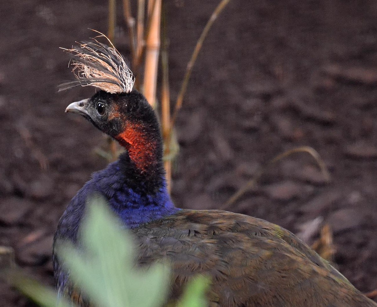 Congo Peacock - A Emmerson