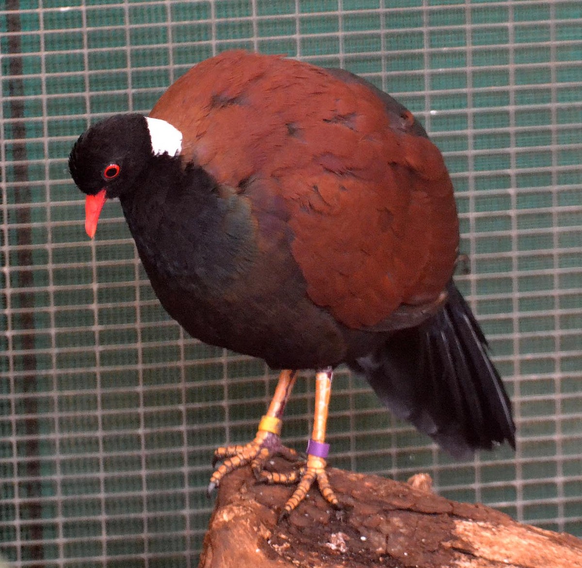 Pheasant Pigeon (White-naped) - A Emmerson