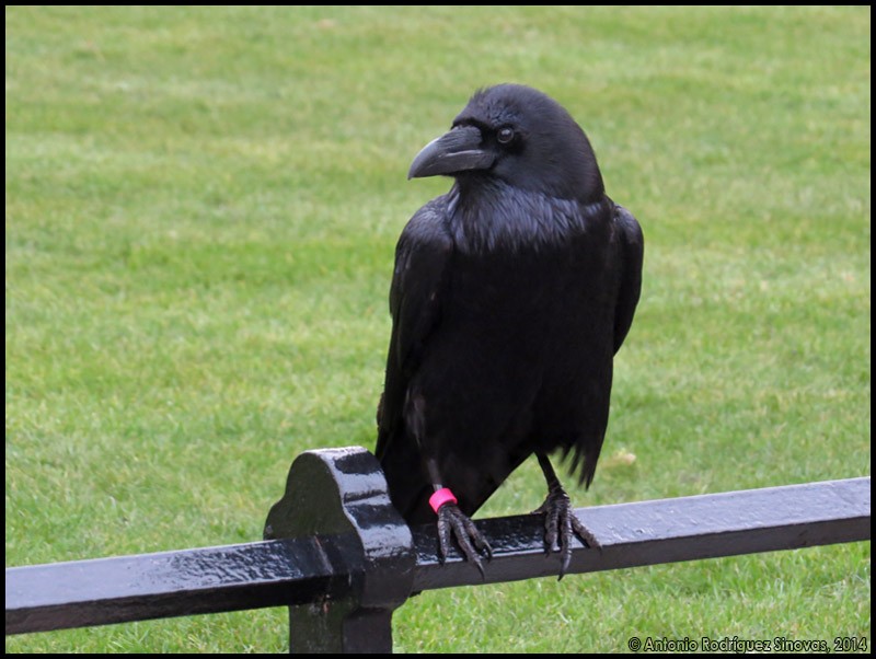 Common Raven - ML708109