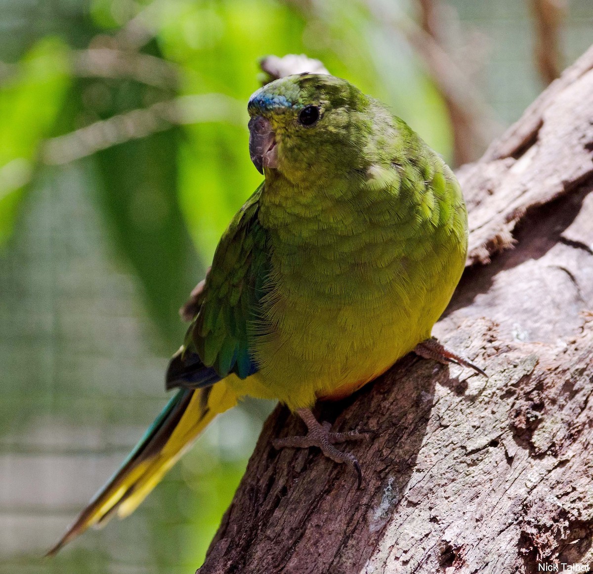 Orange-bellied Parrot - Nicholas Talbot
