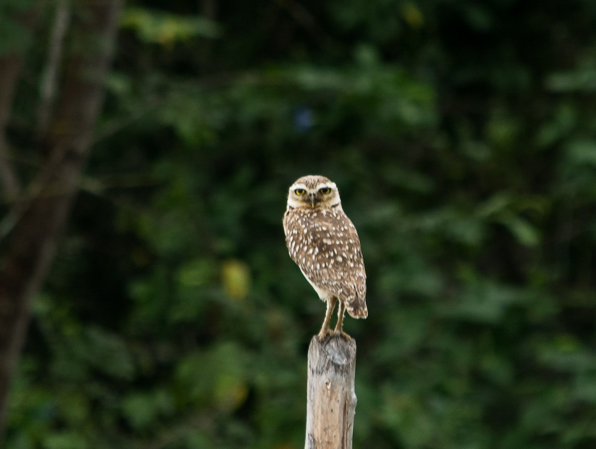 Burrowing Owl - Eduardo Vieira 17