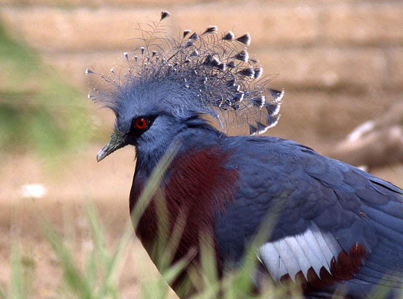 Victoria Crowned-Pigeon - raniero massoli novelli