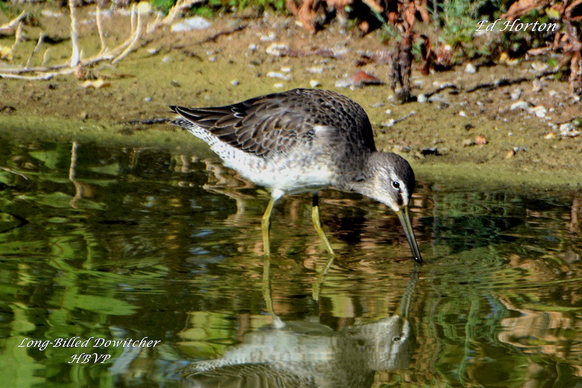 Long-billed Dowitcher - ML70814921
