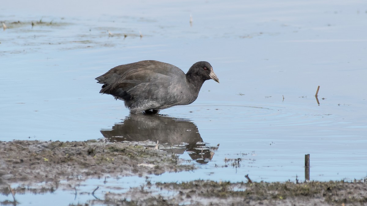American Coot - Charlie Shields