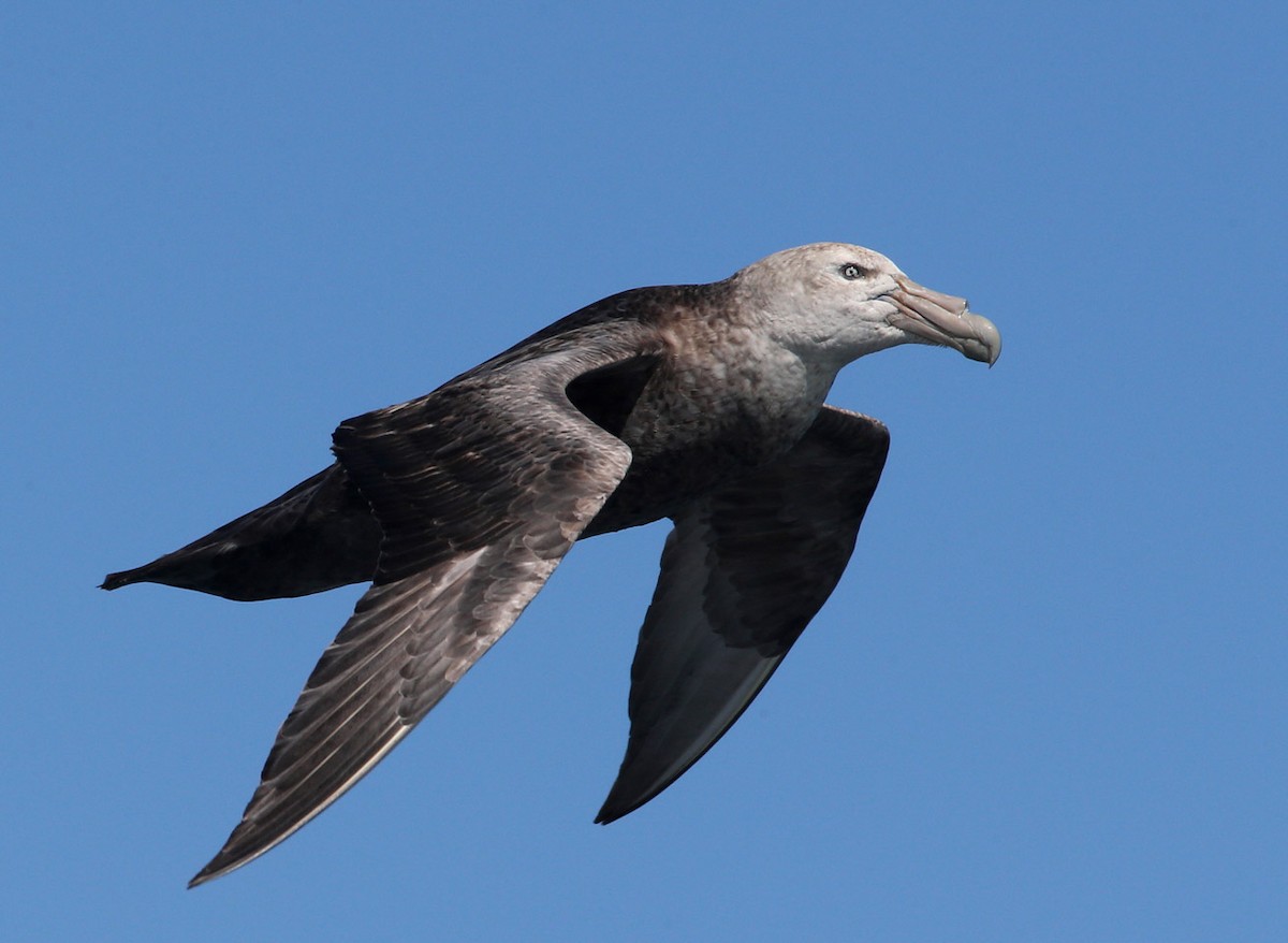 Southern Giant-Petrel - Hal and Kirsten Snyder