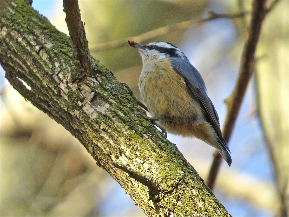 Red-breasted Nuthatch - Benjamin Murphy