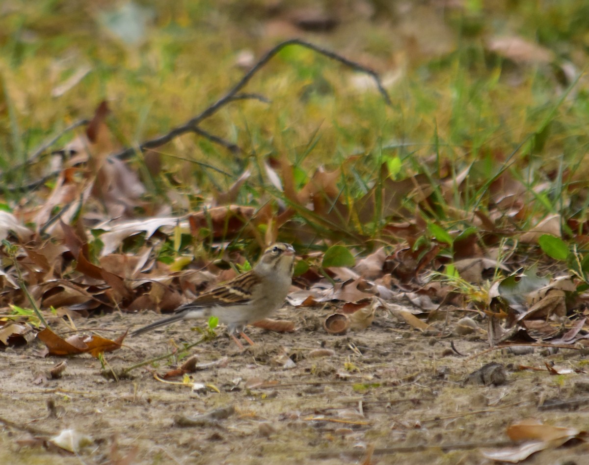 Chipping Sparrow - ML70818541