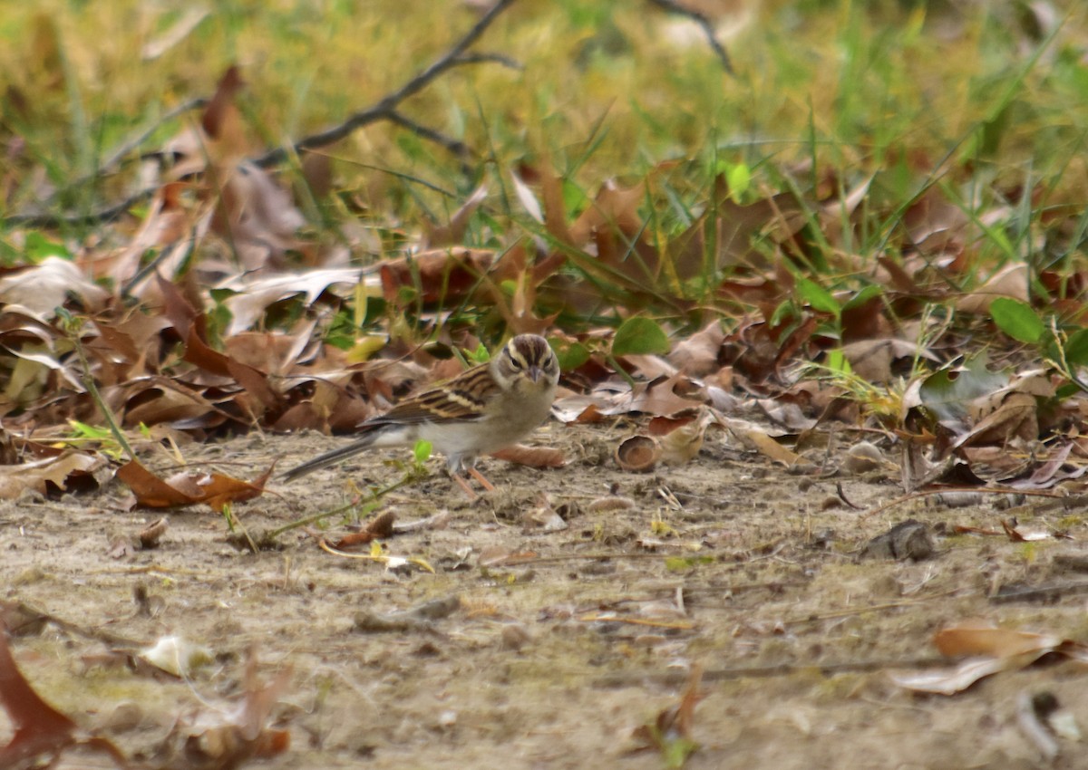 Chipping Sparrow - ML70818551