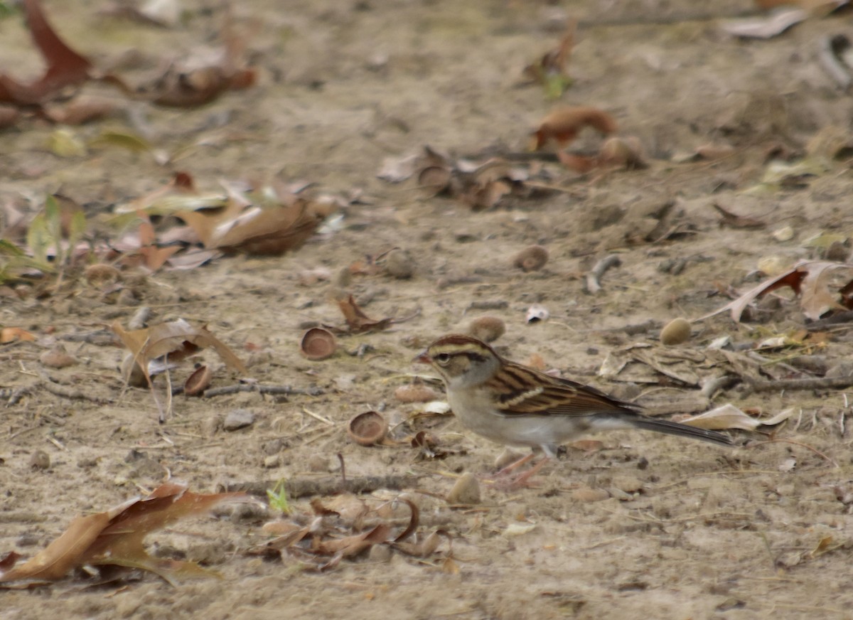 Chipping Sparrow - ML70818581