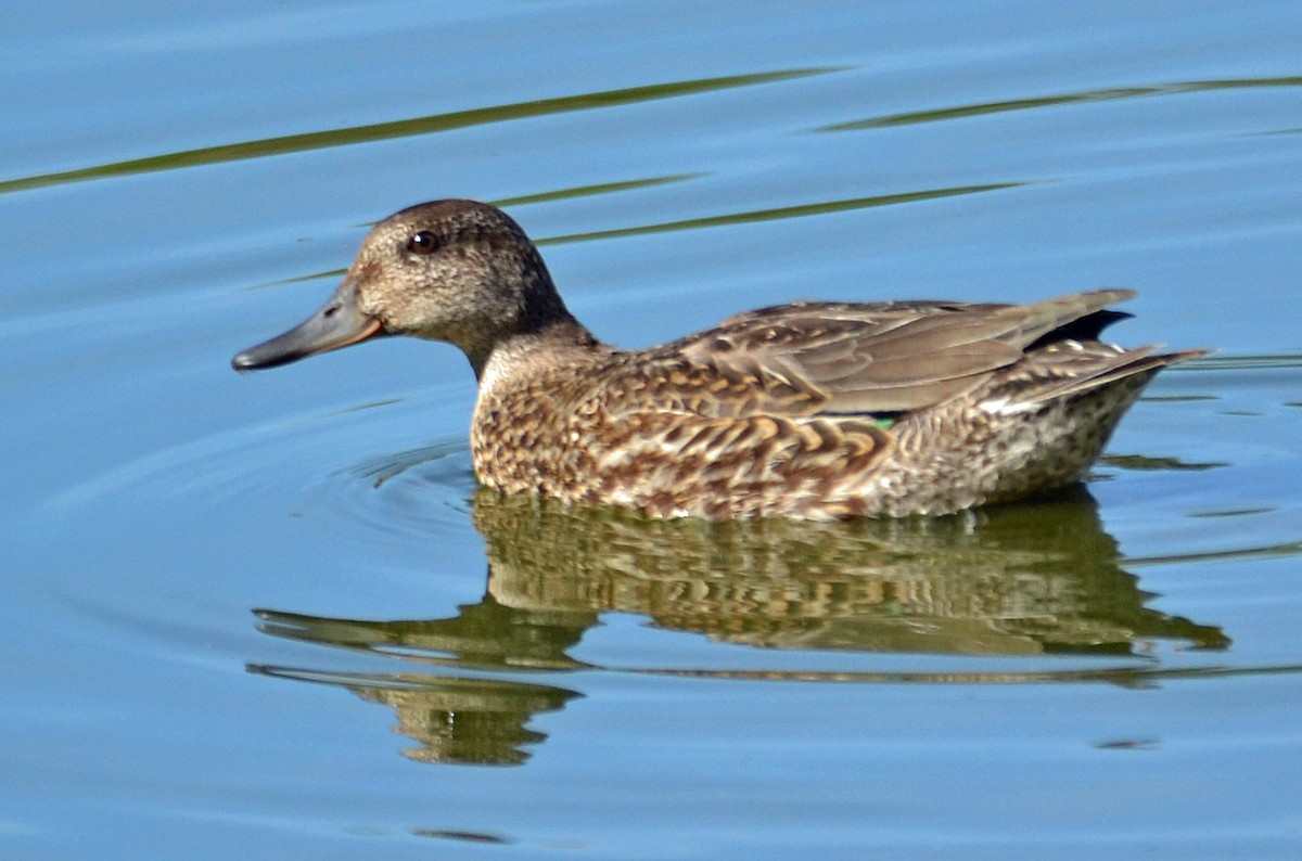 Green-winged Teal - ML70820421
