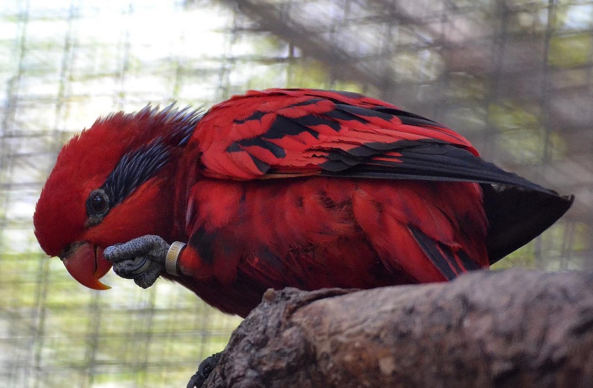 Blue-streaked Lory - A Emmerson