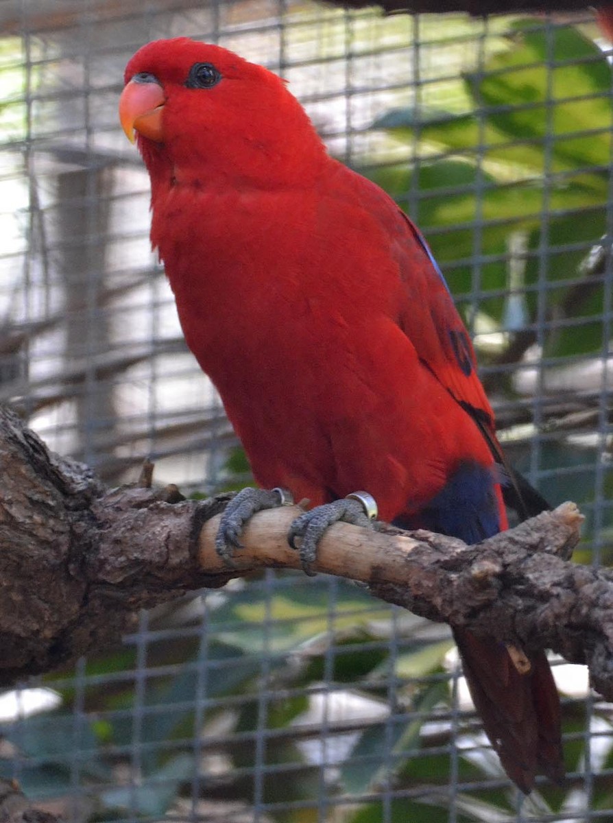 Red Lory - A Emmerson