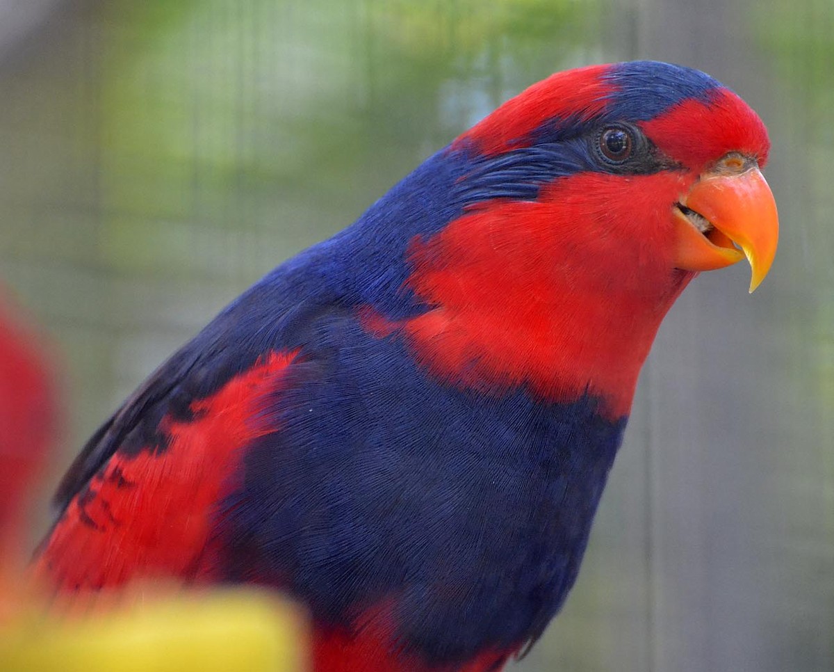 Red-and-blue Lory - A Emmerson