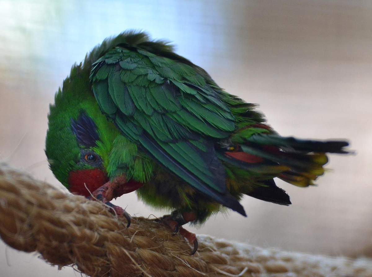 Red-fronted Lorikeet - A Emmerson