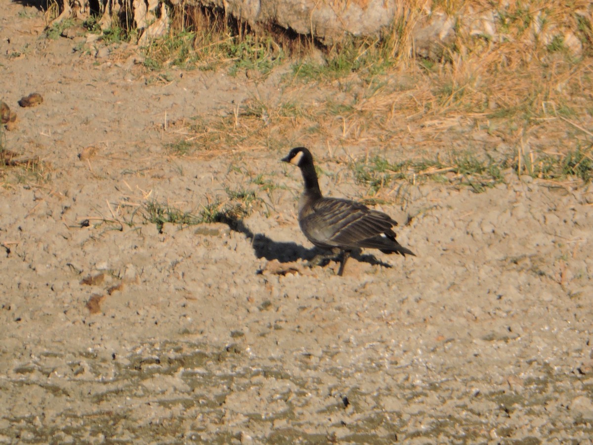 Cackling Goose (minima) - ML70822241