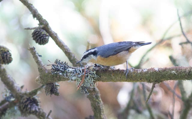 Red-breasted Nuthatch - ML70823761