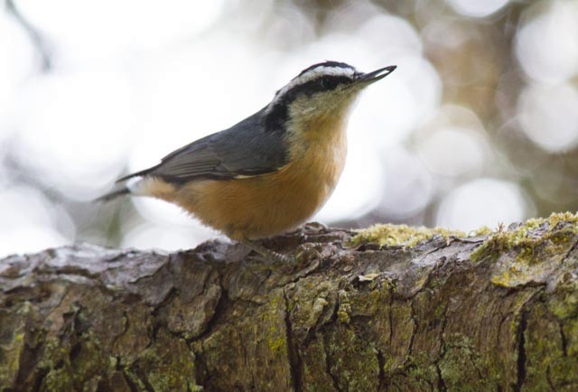 Red-breasted Nuthatch - ML70823771