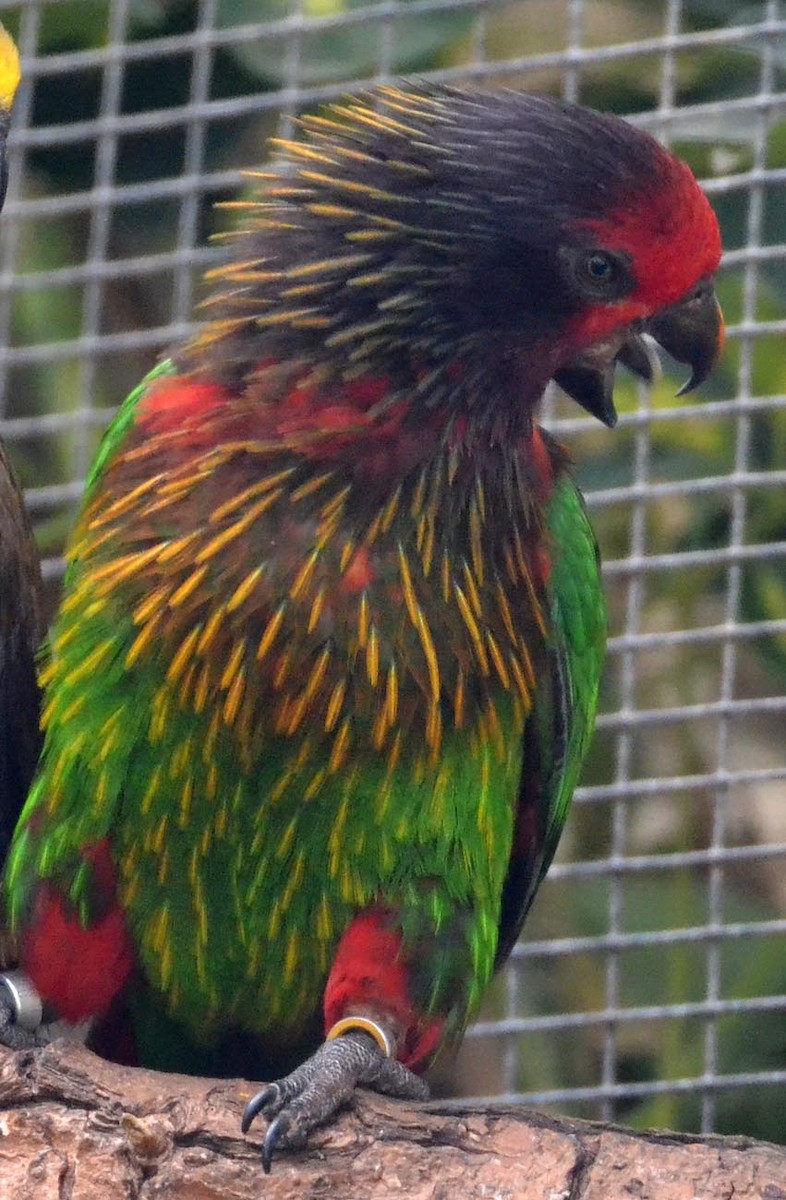 Yellow-streaked Lory - A Emmerson