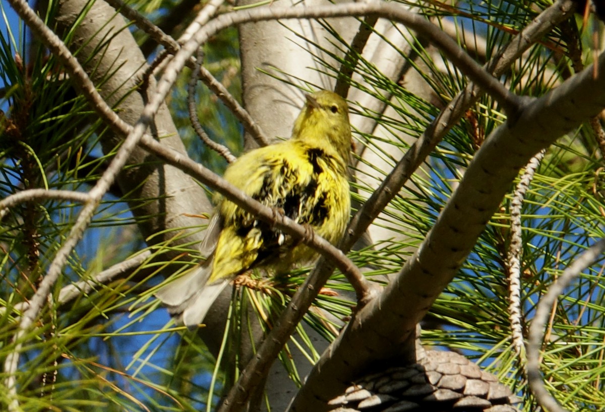 Orange-crowned Warbler - Greg Cross