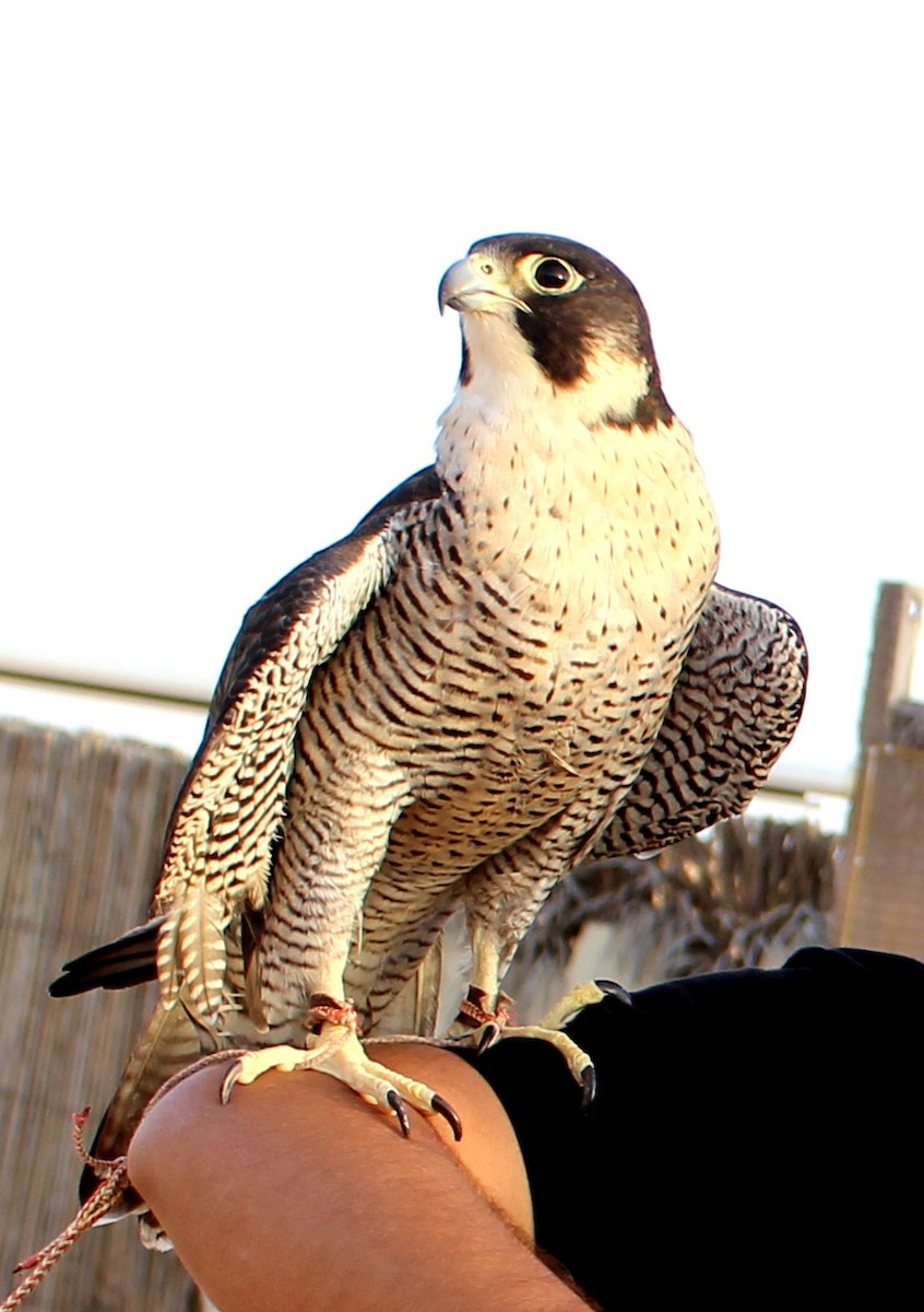Peregrine Falcon - Rajubhai Patel