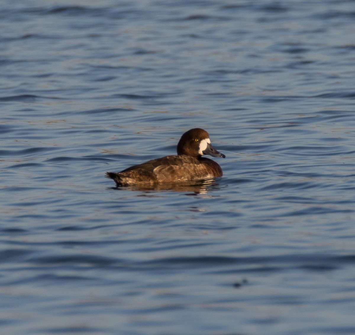 Greater Scaup - Chezy Yusuf