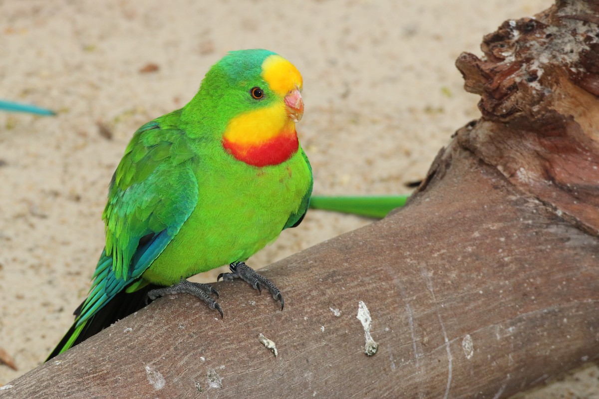 Superb Parrot - mark broomhall
